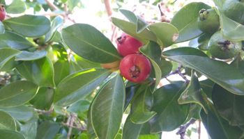 Cartilha ensina como produzir frutas nativas do Rio Grande do Sul