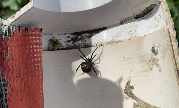 Alerta en el campo por la aparición de la viuda negra, una peligrosa araña de ocho ojos que se multiplicó por la sequía