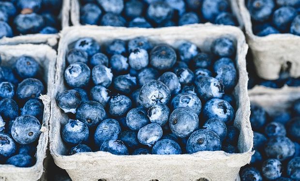 El año pasado se produjeron 17 mil toneladas de arándanos en Argentina.