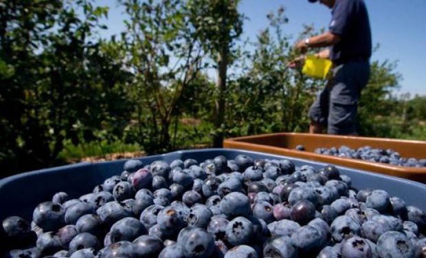 Tips para explotar el sabor del arándano en el festejo de su semana 