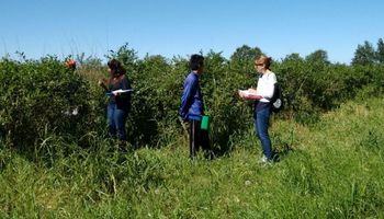 Detectan trabajo infantil en un campo de producción de arandanos