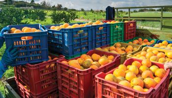 Preço da laranja cai com menor demanda no fim de outubro, aponta Cepea