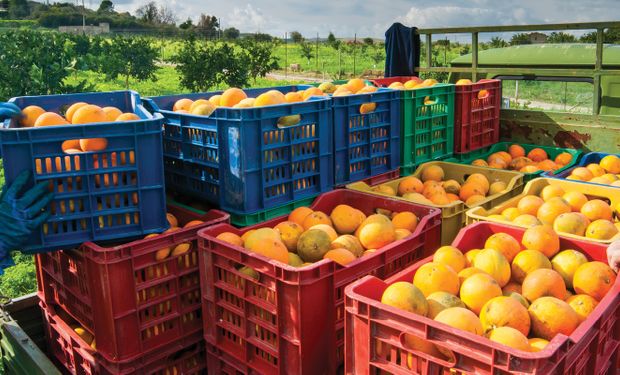 Preço da laranja cai com menor demanda no fim de outubro, aponta Cepea