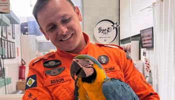 Arara-canindé invade indústria de carne suína e mobiliza Bombeiros em MT