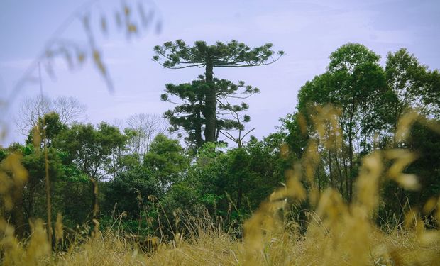 Querida por muita gente, a Araucária Gigante atraia milhares de turistas todos os anos. (foto - Prefeitura de Cruz Machado)