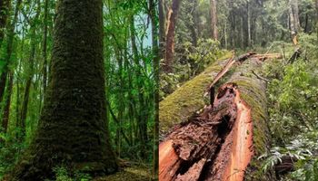 Tempestade derruba araucária icônica de 750 anos e mais alta do Paraná