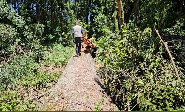 Clones tem pouca chance de atingirem a mesma altura da "gigante de Machado Cruz", mas terão a mesma genética. (foto - Embrapa Florestas)