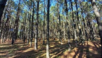 Argentina almacena 70 millones de toneladas de carbono orgánico en plantaciones forestales
