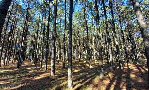 Argentina almacena 70 millones de toneladas de carbono orgánico en plantaciones forestales