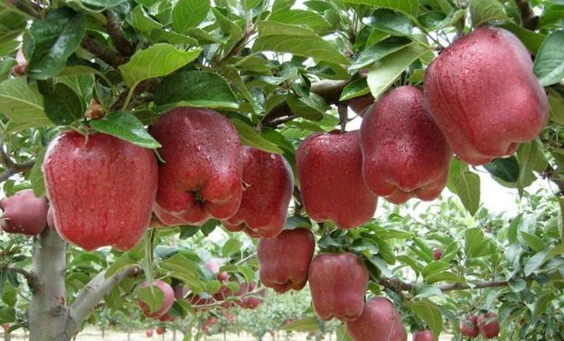 En el Sur, miles de árboles todavía están repletos de manzanas y peras que deberían haber sido cosechadas.