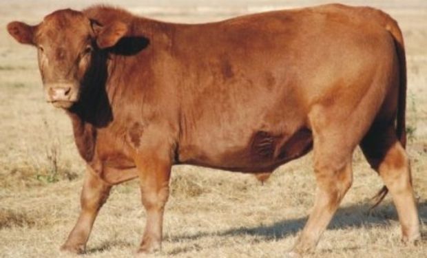 También se llevarán a cabo las exposiciones de Otoño de Hereford, Limousin, Shorthorn y Limangus.