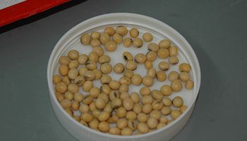 Argentina genera adhesivos en base a proteína de soja