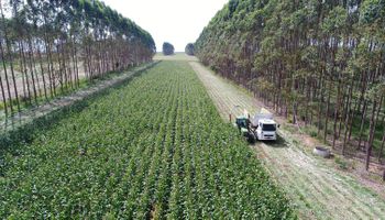 Brasil tem 28 milhões de hectares de pastagens degradadas com potencial agrícola