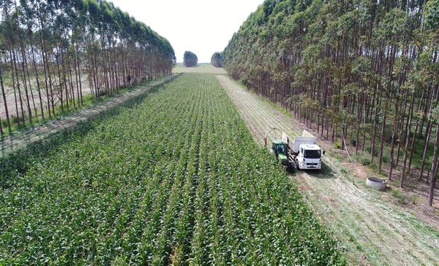 Embrapa aponta que conversão dessas áreas poderia aumentar em 35% a área total plantada com grãos. (Foto - Embrapa)