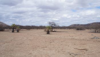 Ibama cria plataforma para acompanhar recuperação ambiental em áreas degradadas