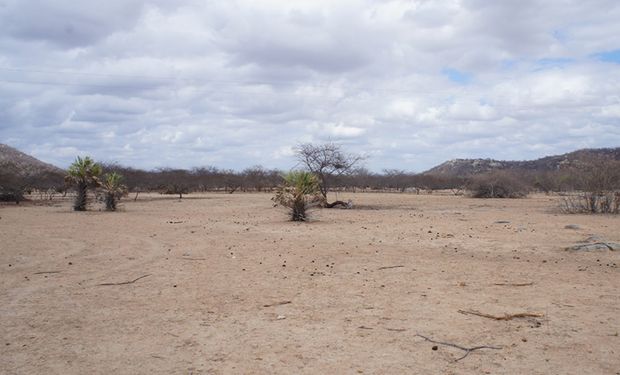 Ibama cria plataforma para acompanhar recuperação ambiental em áreas degradadas