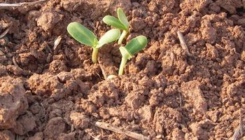 Inminente comienzo de la siembra de girasol: ¿Cuál será el área?