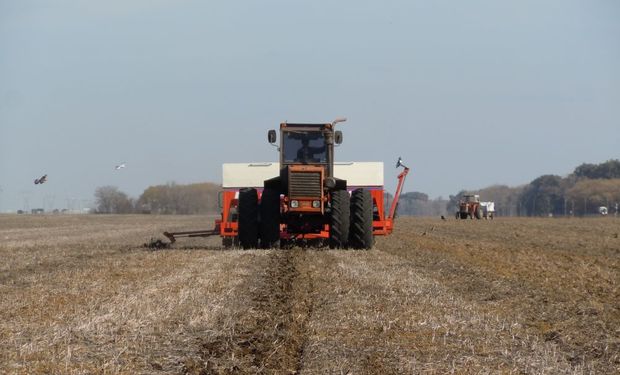 En Uruguay cae 21% la superficie triguera