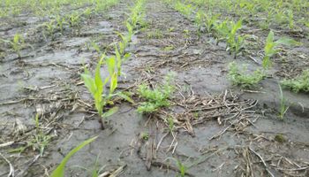 Área destinada al maíz caería 10%, a 3,2 M de hectáreas
