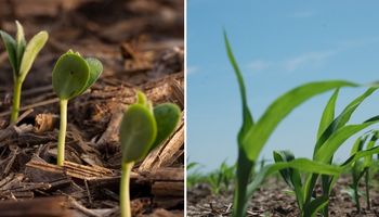 Soja y maíz: aumentan proyección de área sembrada