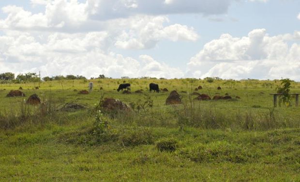 Conforme dados da Embrapa, a área de pastagens naturais e plantadas no Brasil soma cerca de 160 milhões de hectares. (Foto - Embrapa)