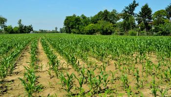 Más allá del trigo: el país en donde el 50% de la agricultura es manual y ofrece grandes oportunidades para la Argentina
