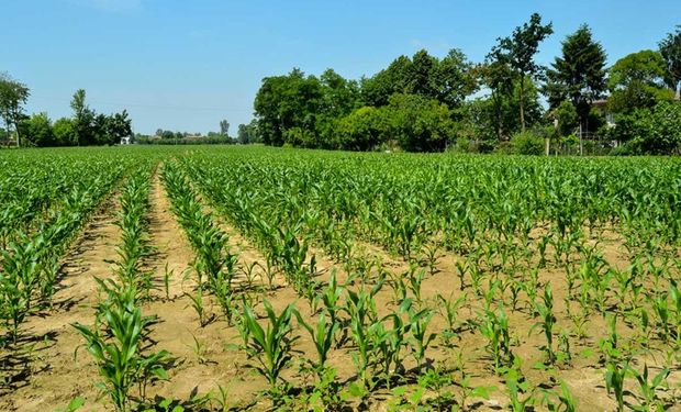 Más allá del trigo: el país en donde el 50% de la agricultura es manual y ofrece grandes oportunidades para la Argentina