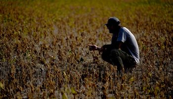 ¿Puede un productor cubrir todos los riesgos de la producción? La alternativa que busca lograrlo y que ya superó la prueba piloto