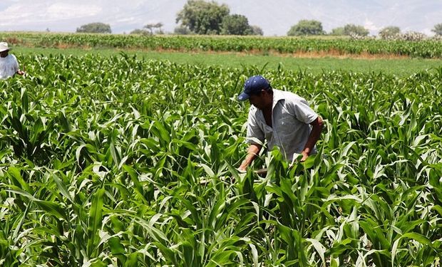 Para la gruesa no sólo el clima está inquietando a la siembra, sino también los posibles cambios en el marco impositivo y comercial.