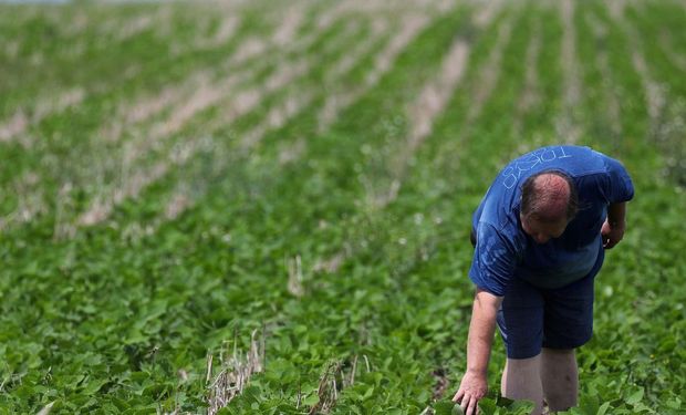 Una "conclusión comprobada" mediante ensayos que invita al productor a probar la fertilización de la soja con dosis mejoradas.