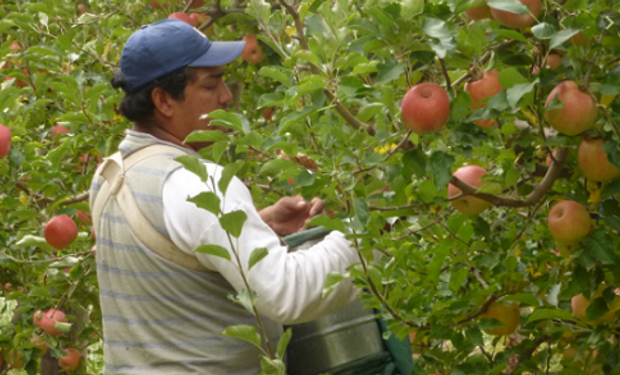 Extienden los beneficios del Programa de Asistencia a la cadena de producción de peras y manzanas