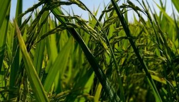 Huella de carbono: logran cuantificar las emisiones del proceso de producción del arroz