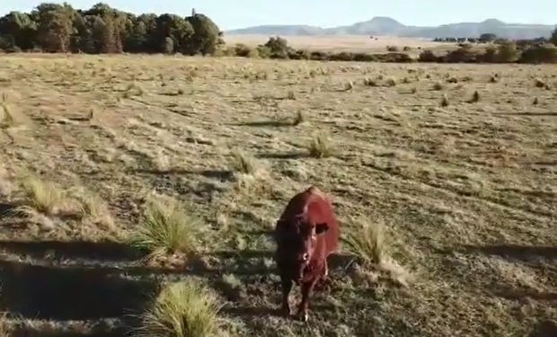 En el video de las pruebas en Sierra de la Ventana se ve al animal, curioso por esencia, algo sorprendido por el vuelo cercano del drone.