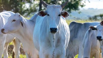 Oferta restrita eleva preços da arroba do boi no Brasil