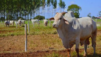 Oferta menor faz arroba do boi reagir em parte do Brasil