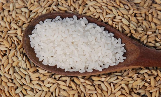 Tipo mais barato de arroz orgânico do MST é 89,1% mais caro que ofertas da internet (foto - Embrapa)