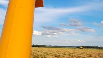 Produtividade de arroz é a segunda maior da história no Rio Grande do Sul