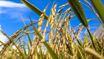 Arroz cai quase 40% no RS em 2025; preços globais estão no menor nível em 43 meses