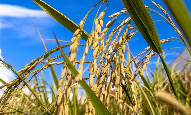 Arroz cai quase 40% no RS em 2025; preços globais estão no menor nível em 43 meses