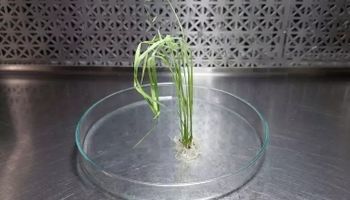 Argentinos editaron genes del arroz y ahora la técnica se podrá aplicar en cultivares de alto valor agronómico