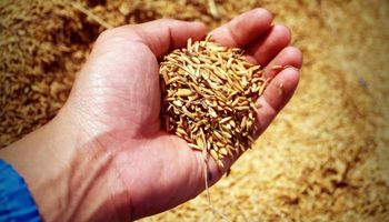 Conab fará leilão e vai doar sementes de arroz para agricultores familiares do RS