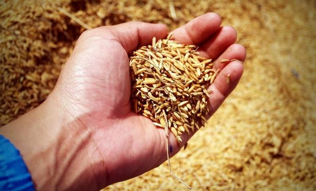 Conab fará leilão e vai doar sementes de arroz para agricultores familiares do RS