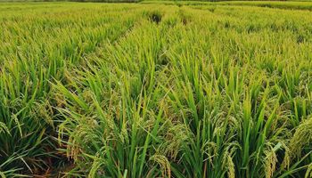 Una semilla nacida en Santa Fe busca cambiar el juego internacional del arroz