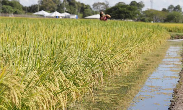 Embrapa: arroz precoce consome 8% menos água