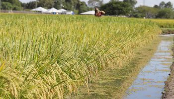 Menor produção de arroz em 21 anos deve sustentar preços em 2023