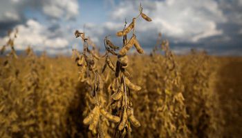 Área de arroz diminui e preço pode subir em 2023