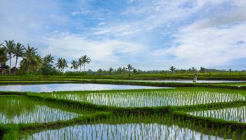 Brasil colhe 5 vezes mais arroz em área 4 vezes menor em 41 anos