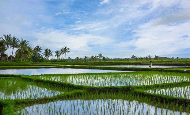 USDA reduziu a estimativa sobre a produção mundial de arroz em 2 milhões de toneladas. (Foto - Getty Image)