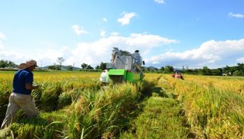 Arroz/Cepea: Preços caem, mas média segue maior do que há um ano