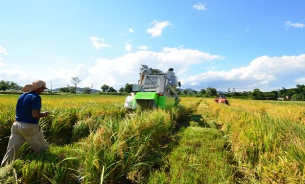 Colheita do arroz está em andamento em SC . (foto - Aires Mariga/Epagri)